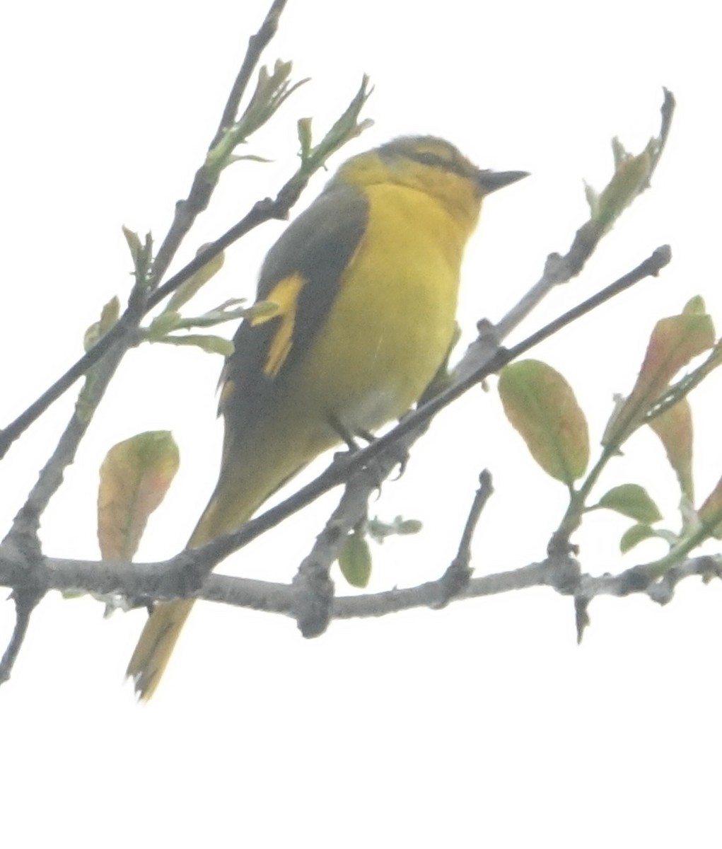 Scarlet Minivet - ML642138179