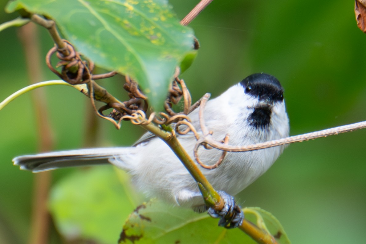 Marsh/Willow Tit - ML642138182