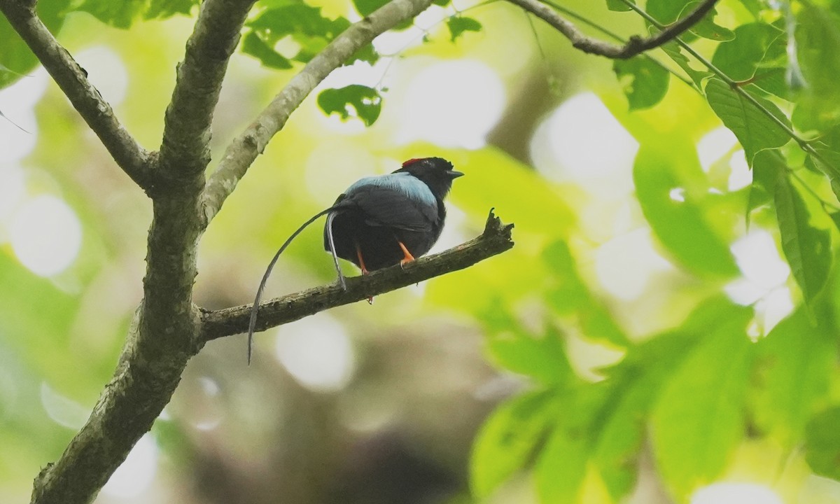Long-tailed Manakin - ML642138191