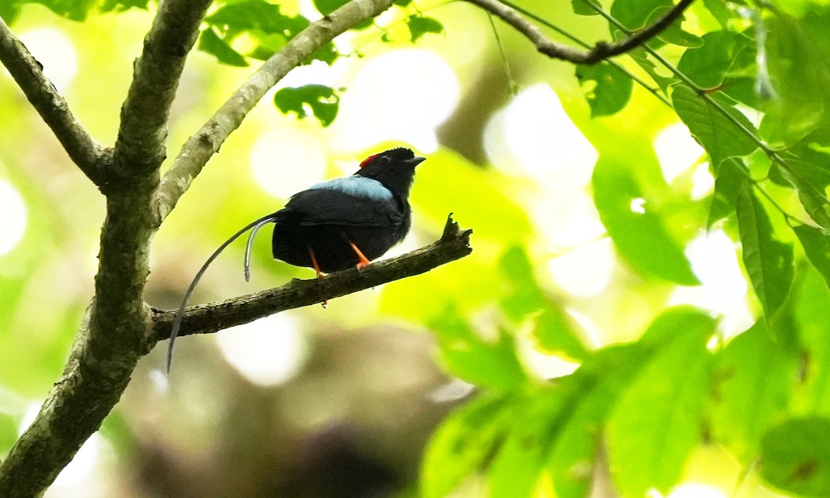 Long-tailed Manakin - ML642138192
