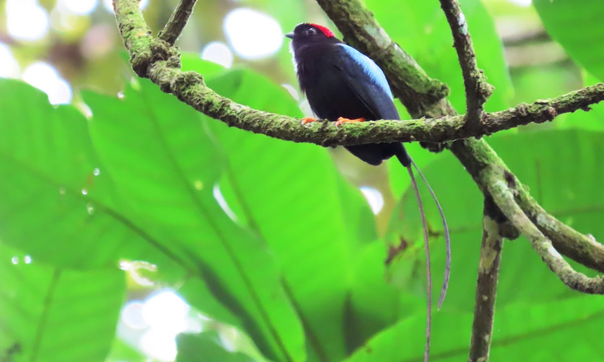 Long-tailed Manakin - ML642138193