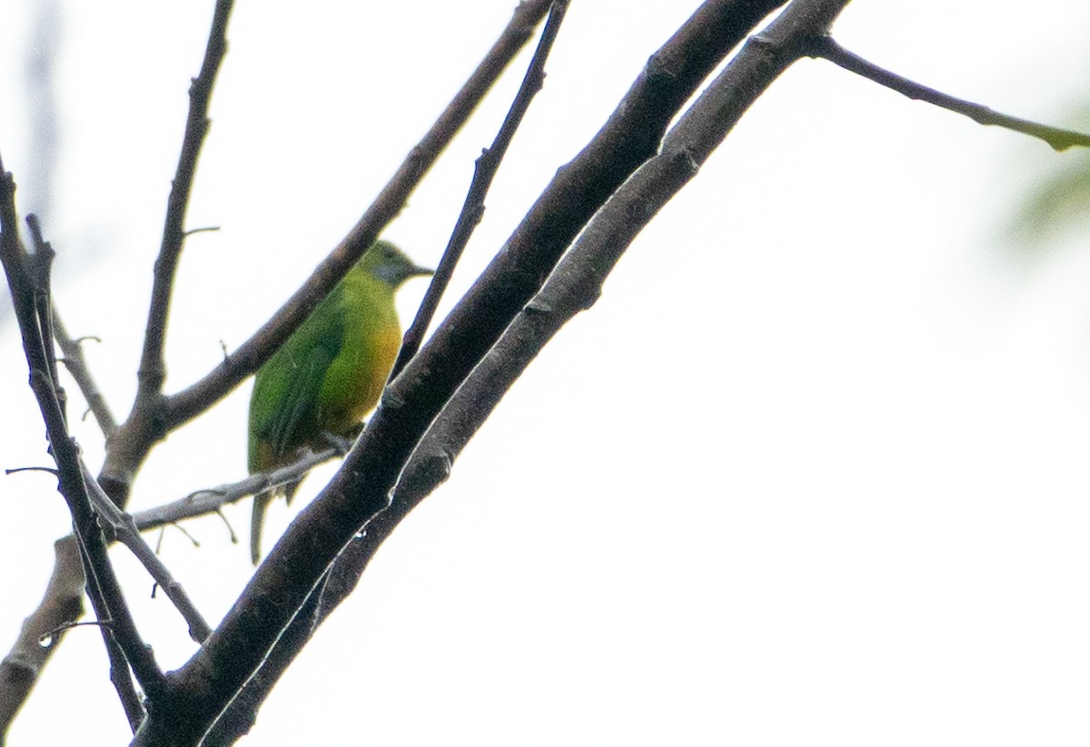 Orange-bellied Leafbird - ML642138213