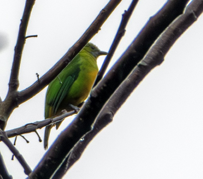 Orange-bellied Leafbird - ML642138214