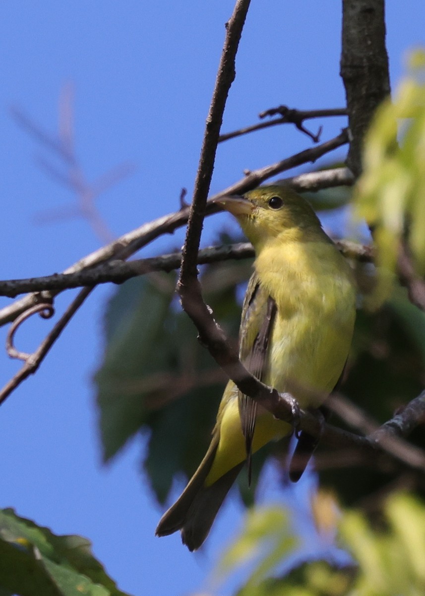Scarlet Tanager - ML642138216