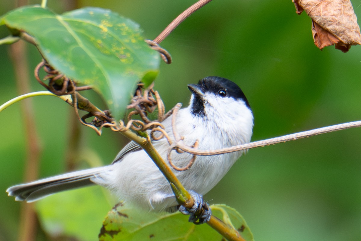 Marsh/Willow Tit - ML642138217