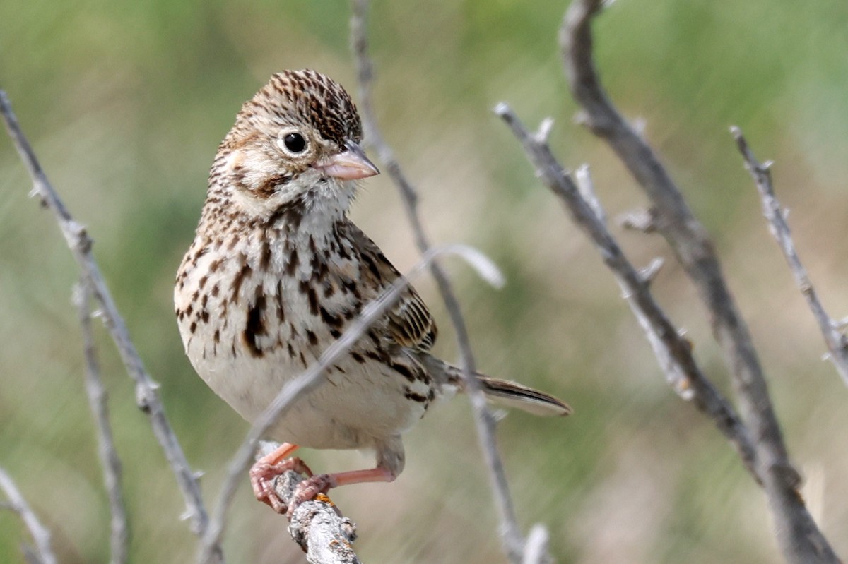 Vesper Sparrow - ML642138218
