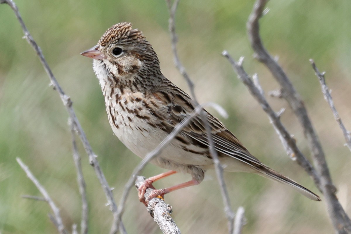 Vesper Sparrow - ML642138219