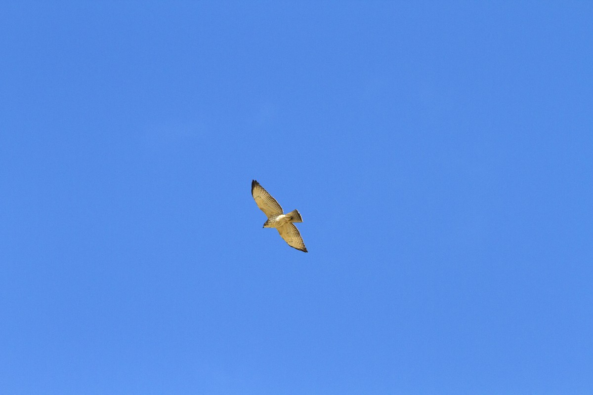 Broad-winged Hawk - ML642138221
