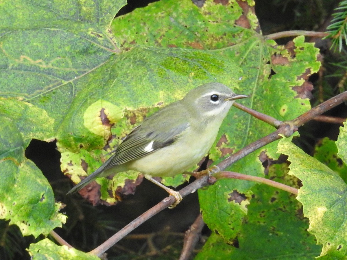 Black-throated Blue Warbler - ML642138230