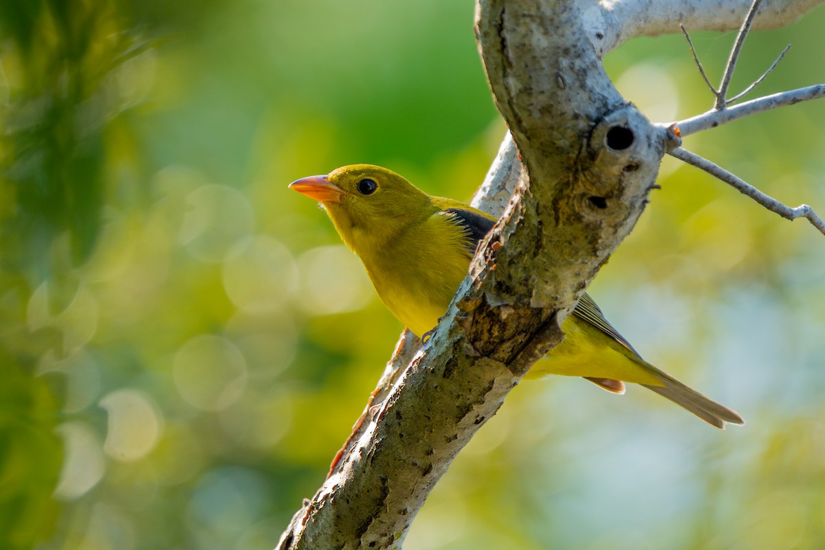 Scarlet Tanager - ML642138234