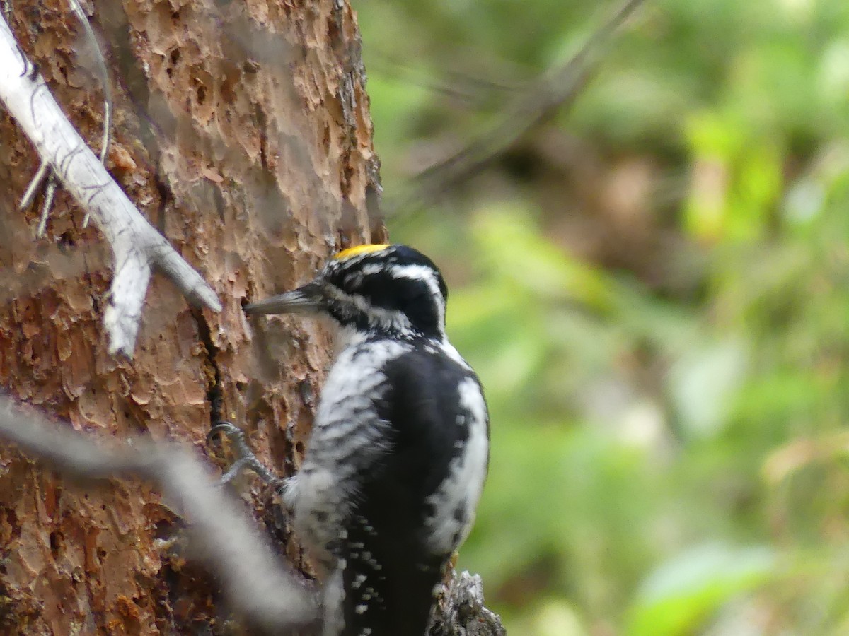 American Three-toed Woodpecker - ML642138236