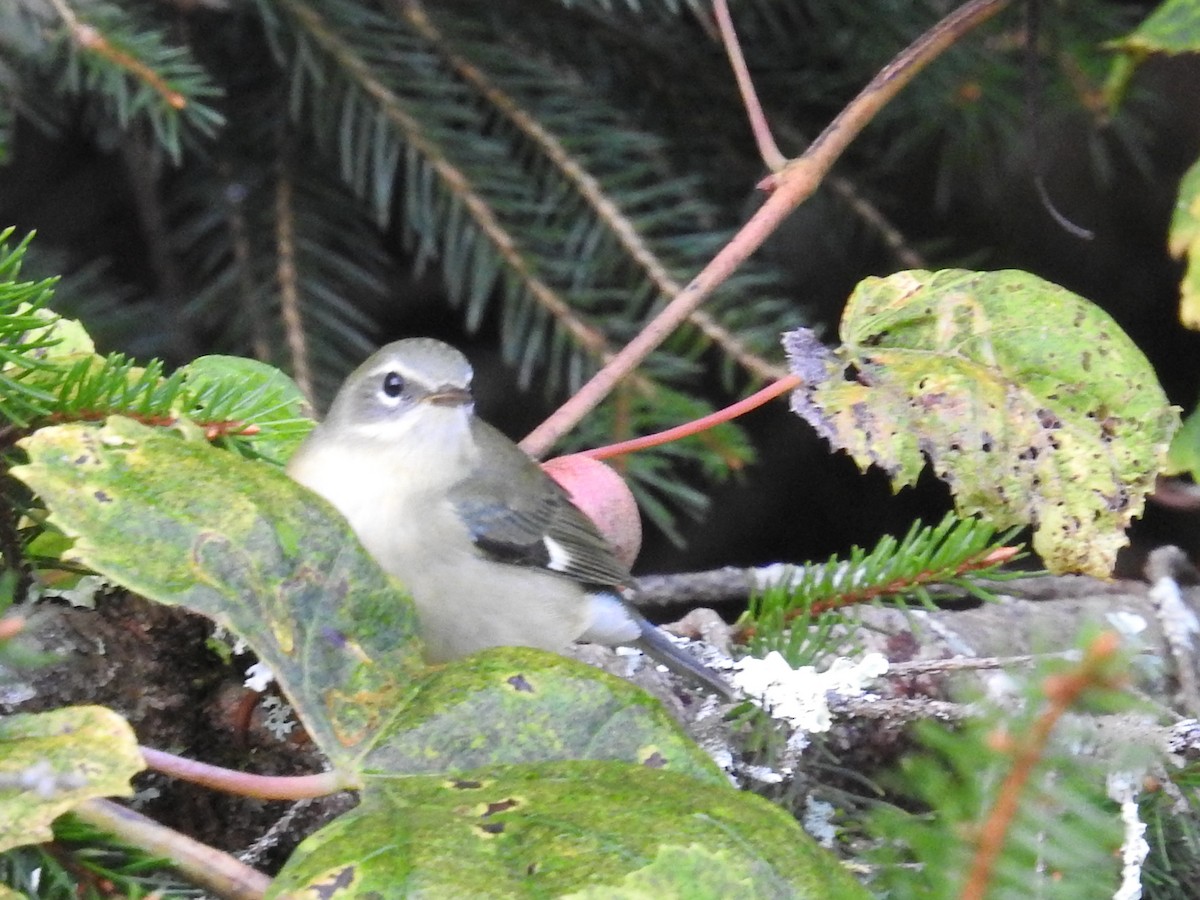 Black-throated Blue Warbler - ML642138237