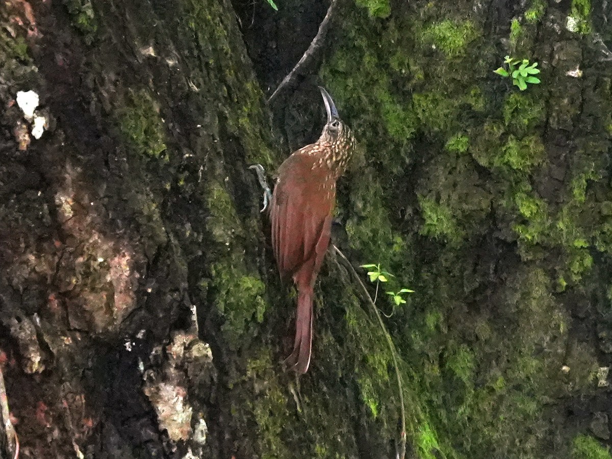 Cocoa Woodcreeper - ML642138238