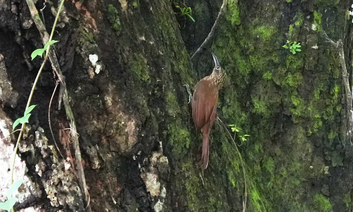 Cocoa Woodcreeper - ML642138239
