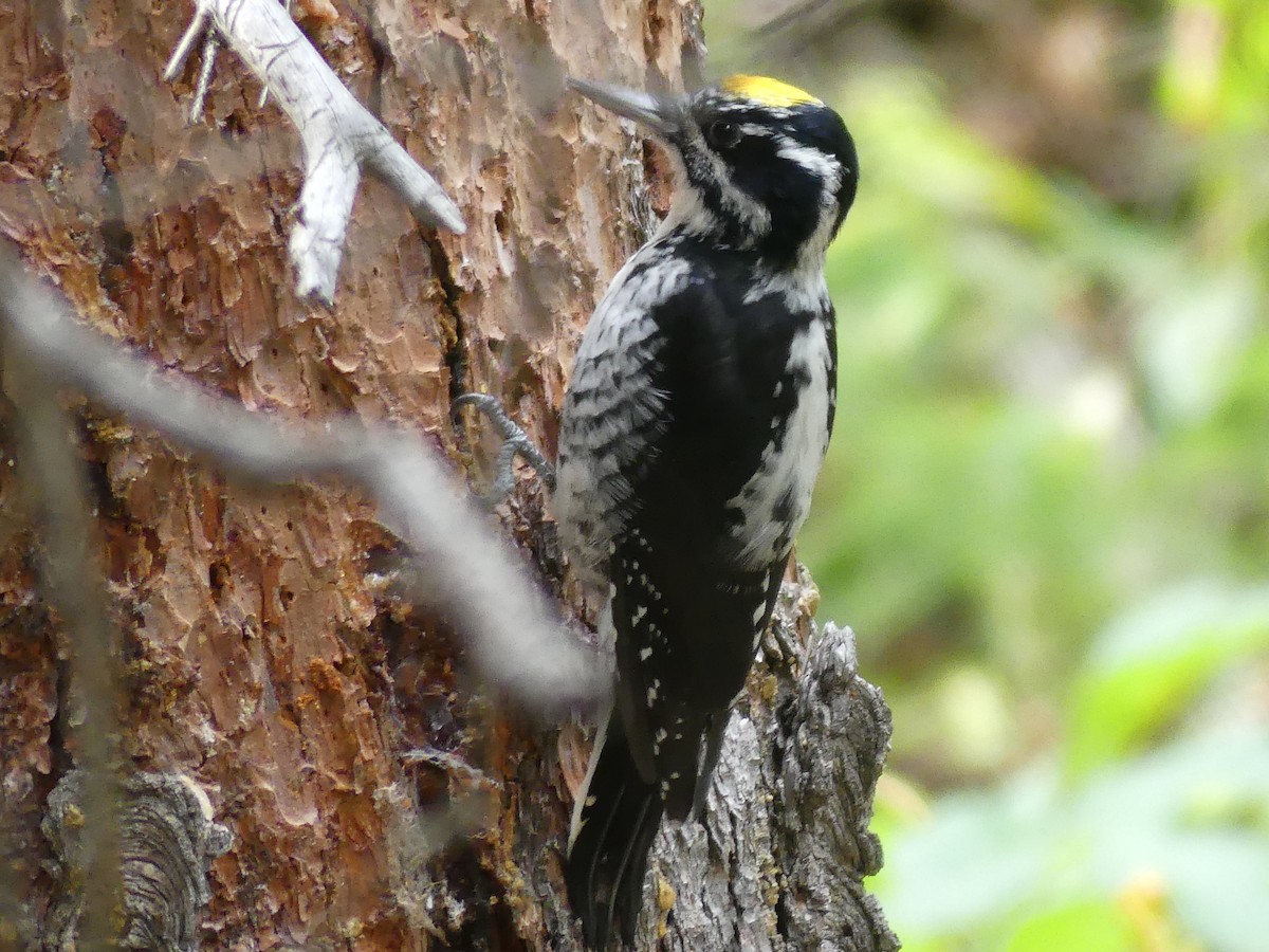 American Three-toed Woodpecker - ML642138247