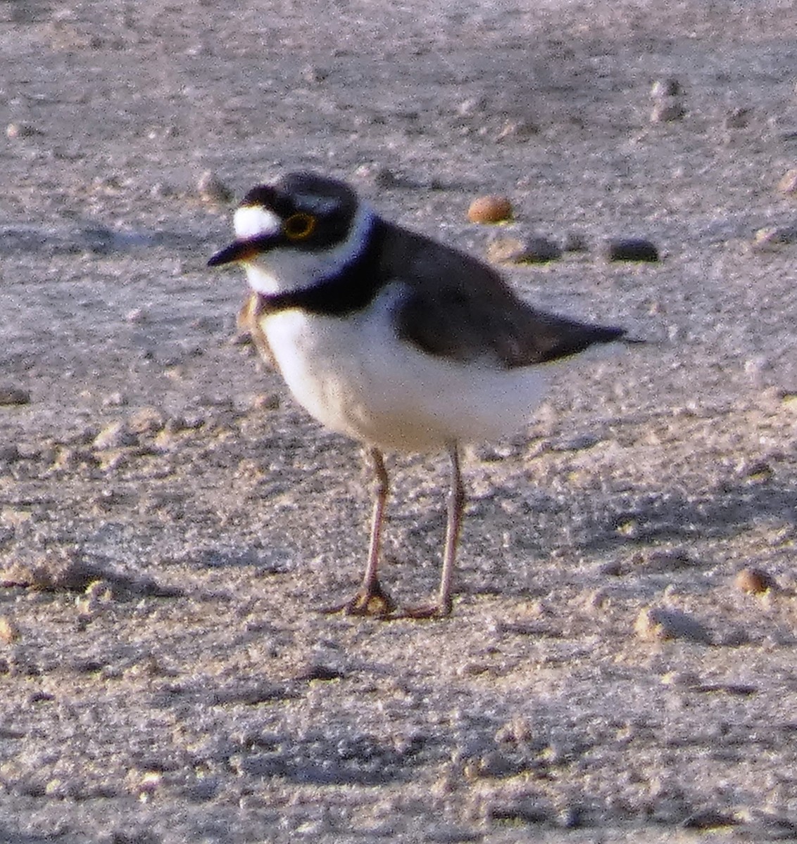 Пісочник малий - ML642138255