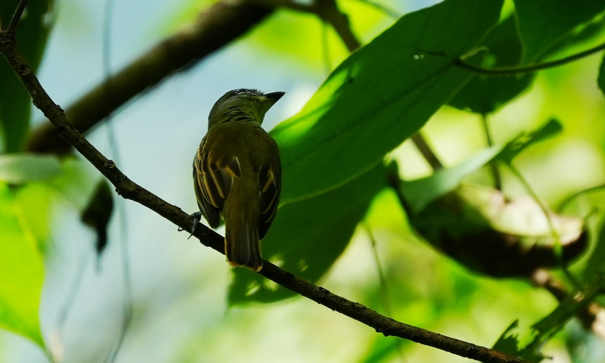 White-winged Becard - ML642138261