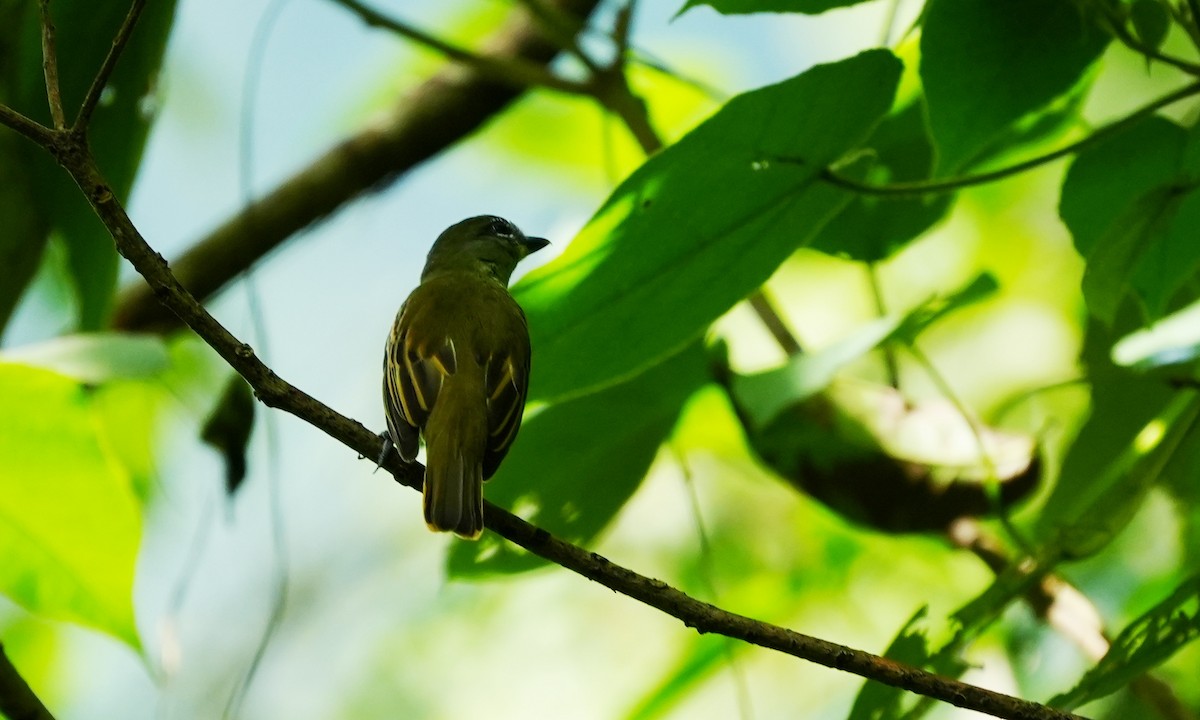 White-winged Becard - ML642138263