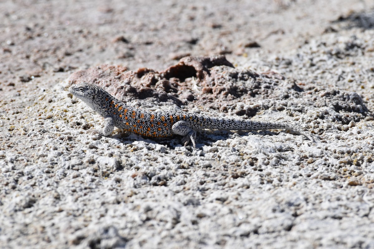 Llano de Vilama Smooth-throated Lizard - ML642138269