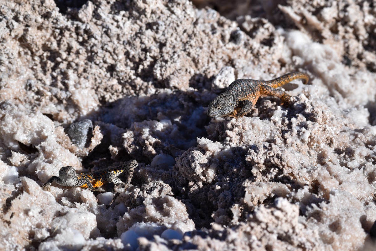 Llano de Vilama Smooth-throated Lizard - ML642138274