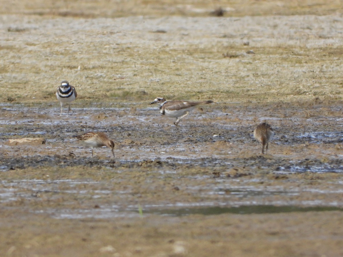 Pectoral Sandpiper - ML642138294