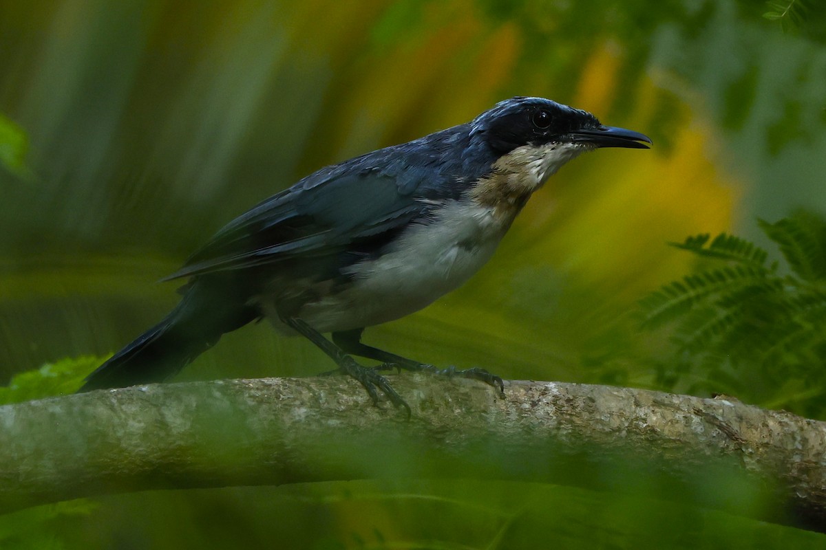 Blue-and-white Mockingbird - ML642138297