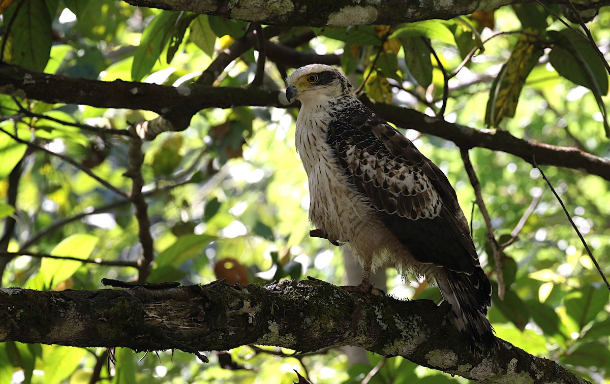Crested Serpent-Eagle - ML642138309