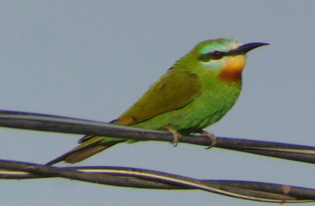 Бджолоїдка зелена - ML642138310