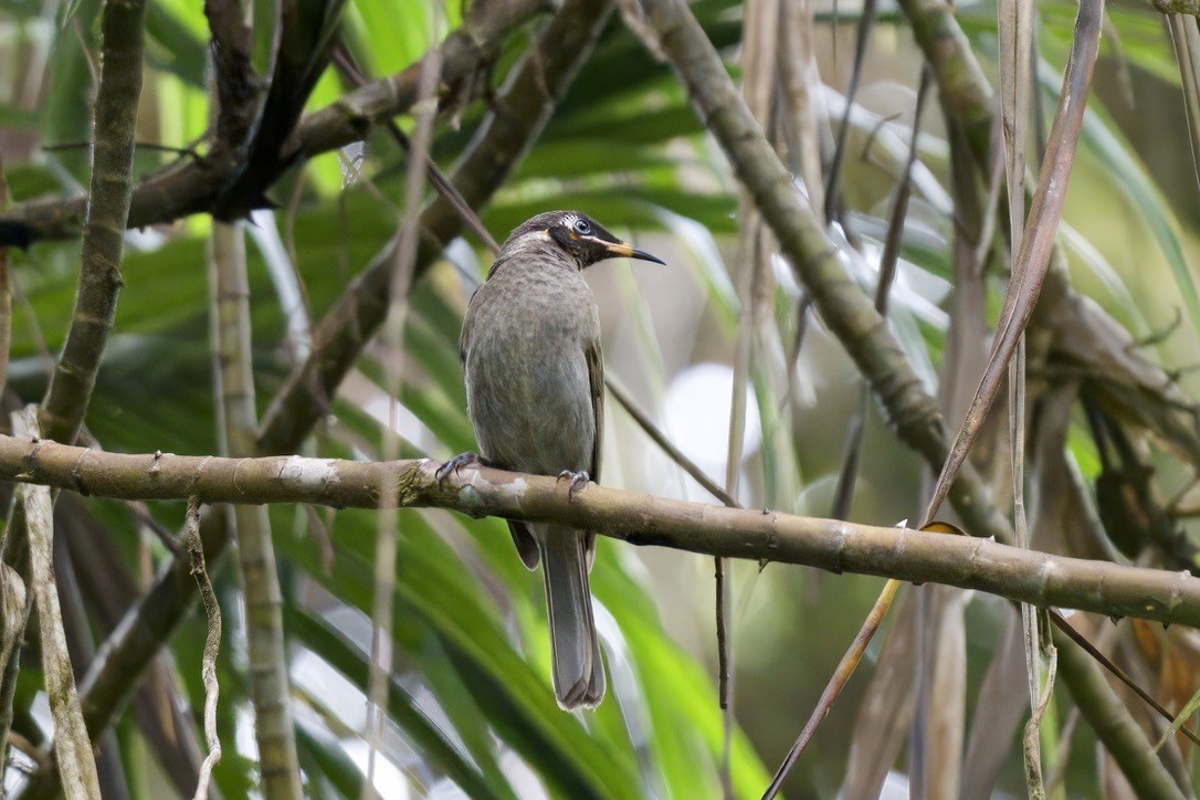 Bridled Honeyeater - ML642138316