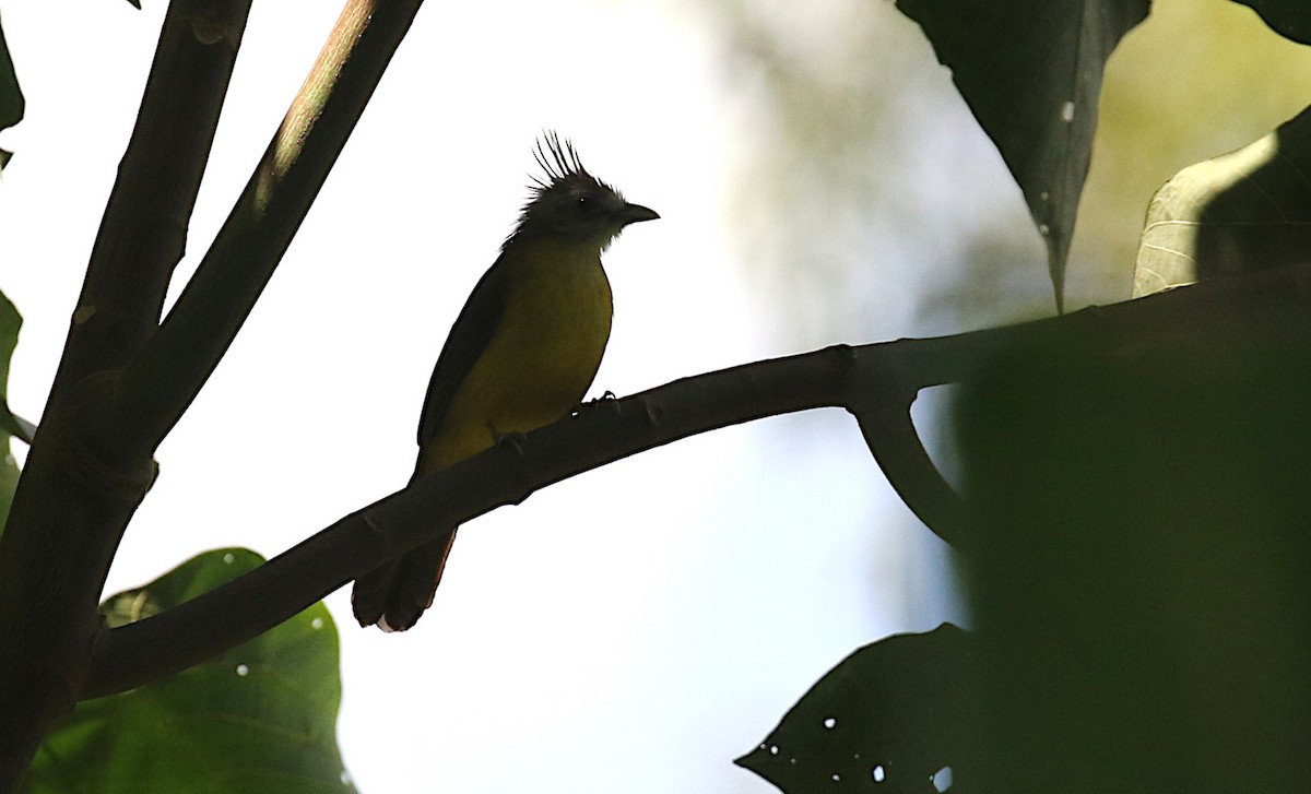 White-throated Bulbul - ML642138348