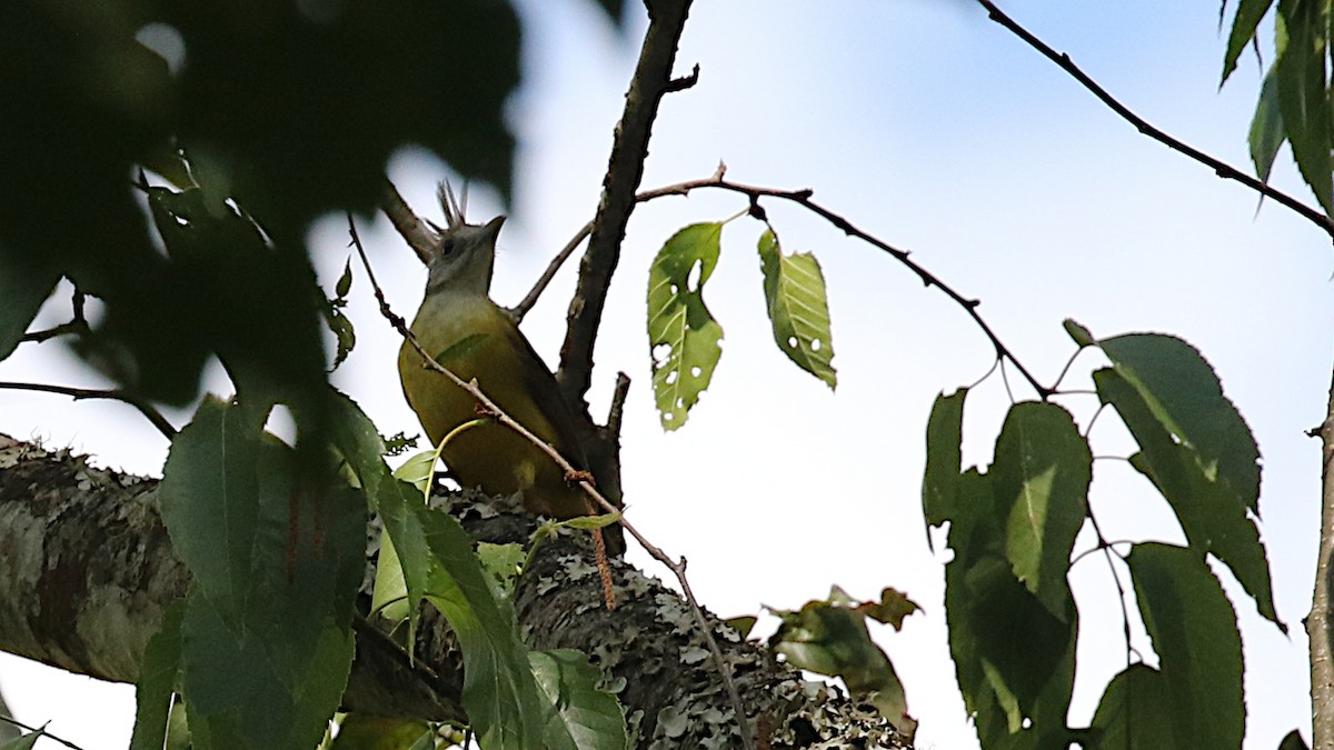 White-throated Bulbul - ML642138349