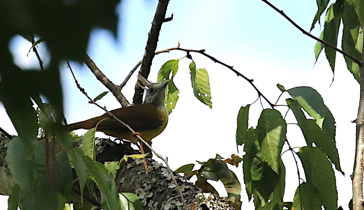 White-throated Bulbul - ML642138350