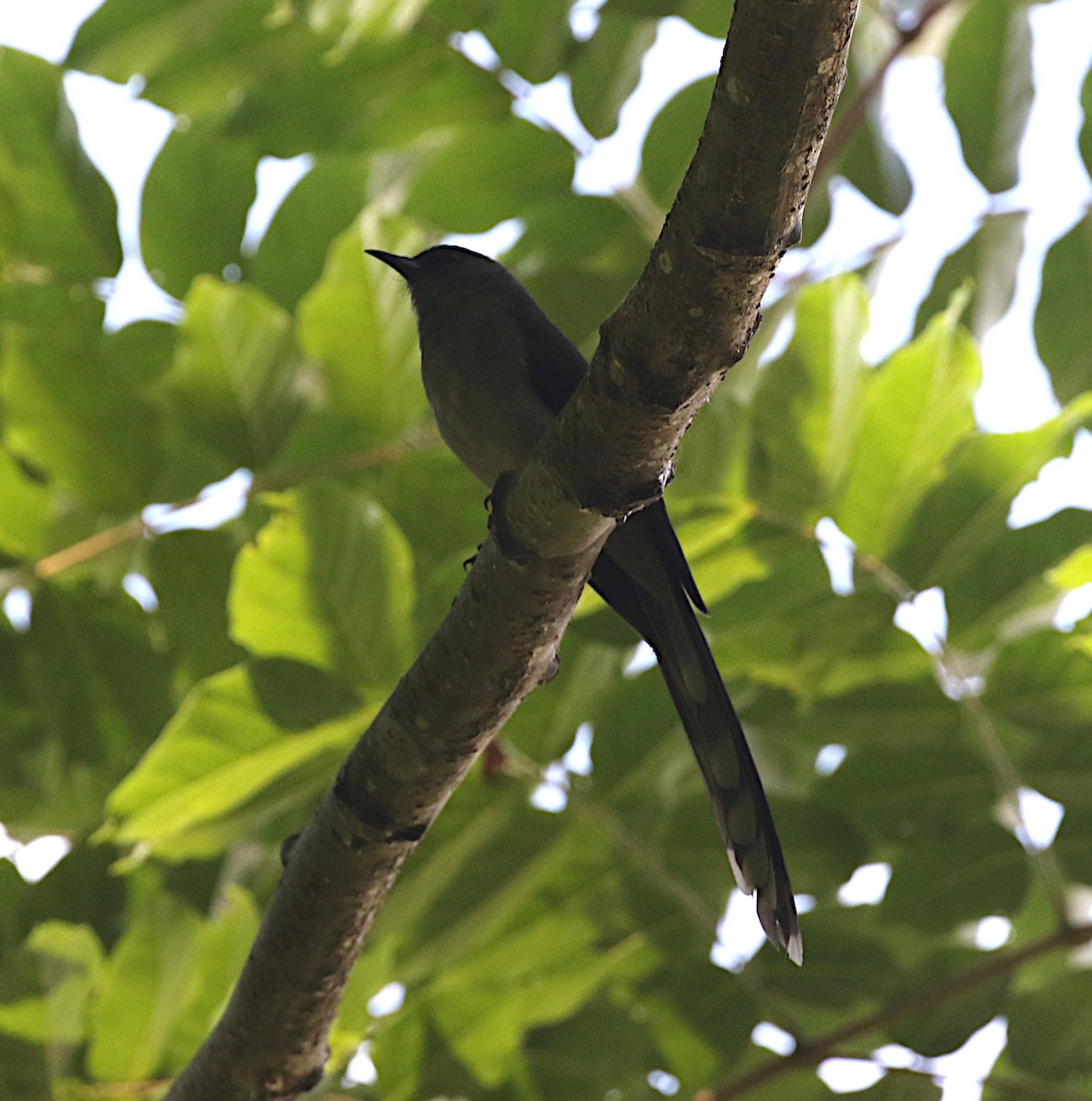 Long-tailed Sibia - ML642138363