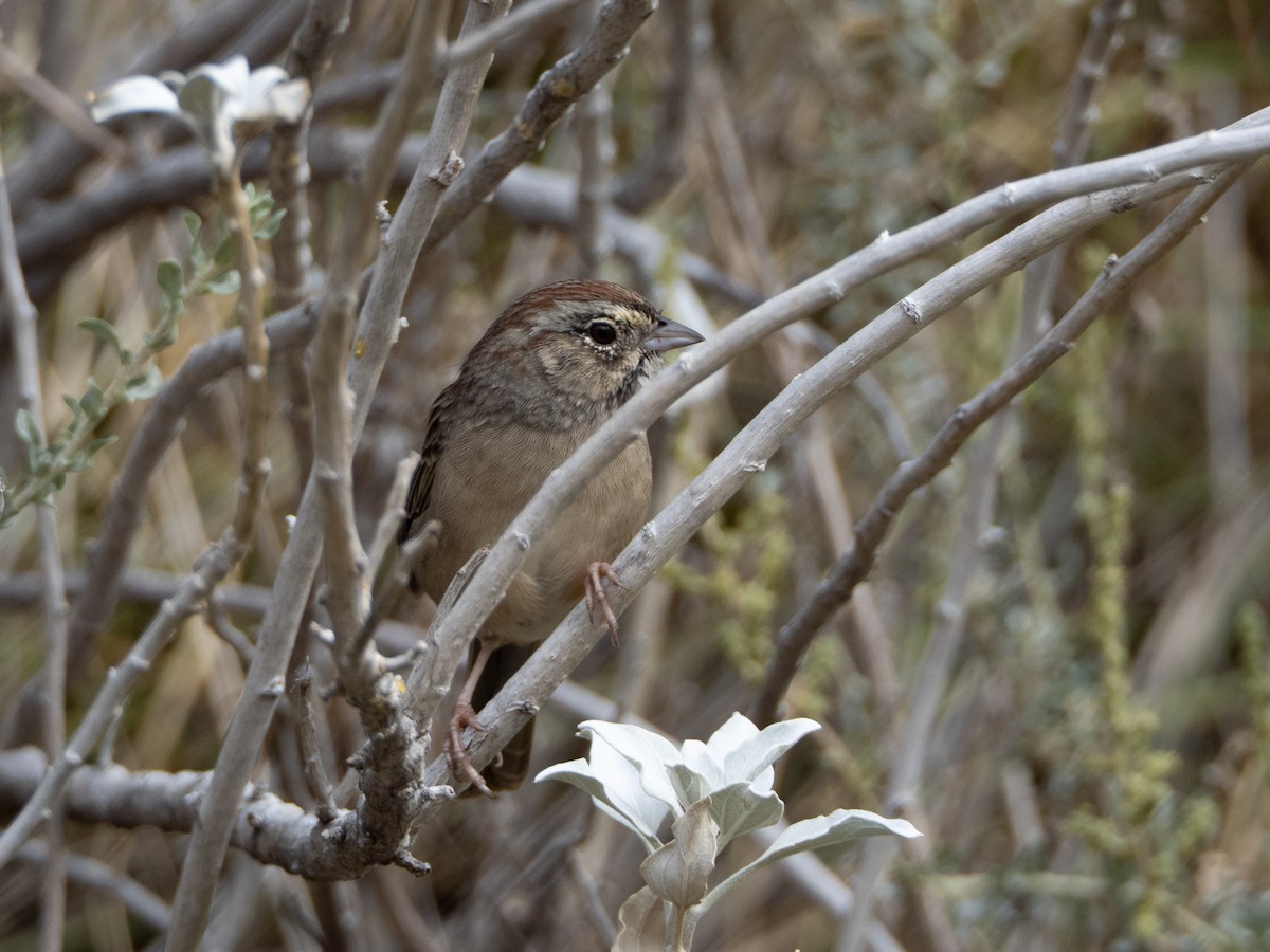 Rufous-crowned Sparrow - ML642138367