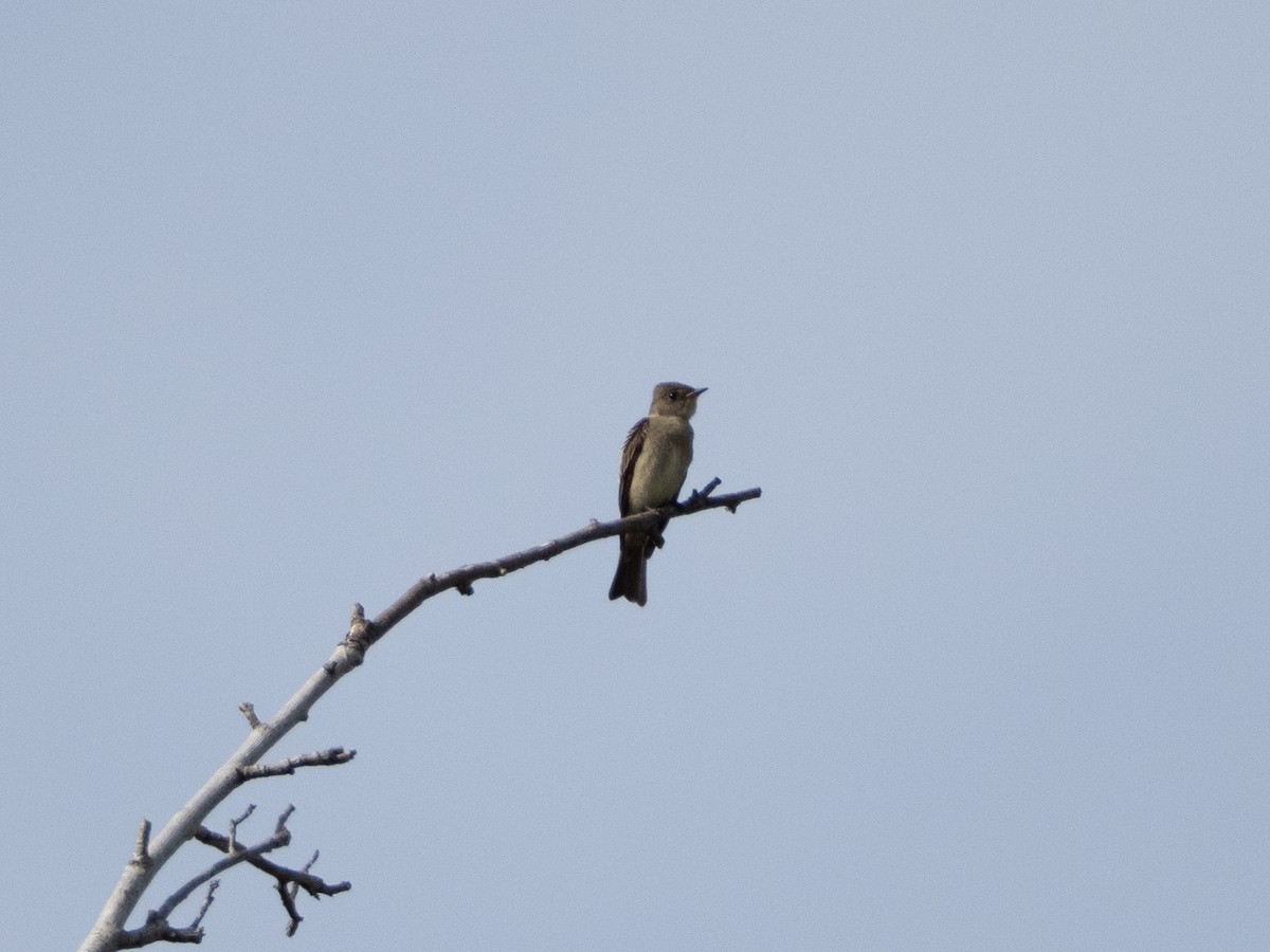 Western Wood-Pewee - ML642138372