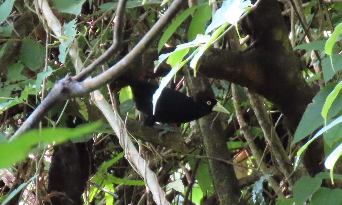 Yellow-billed Cacique - ML642138380