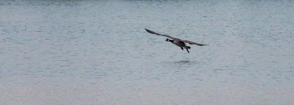 Canada Goose - ML642138384