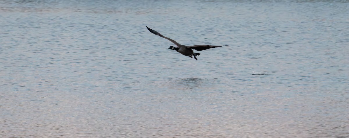 Canada Goose - ML642138385