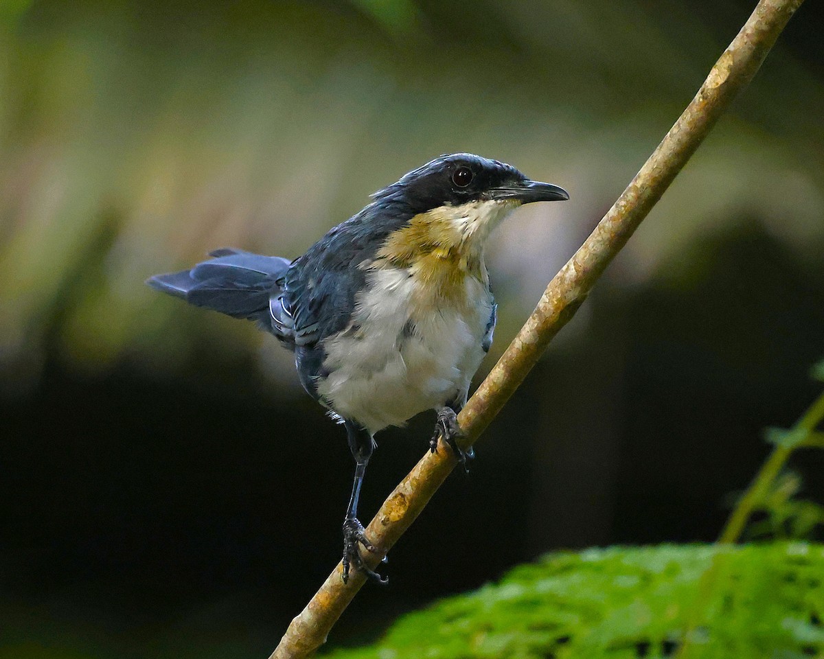 Blue-and-white Mockingbird - ML642138393