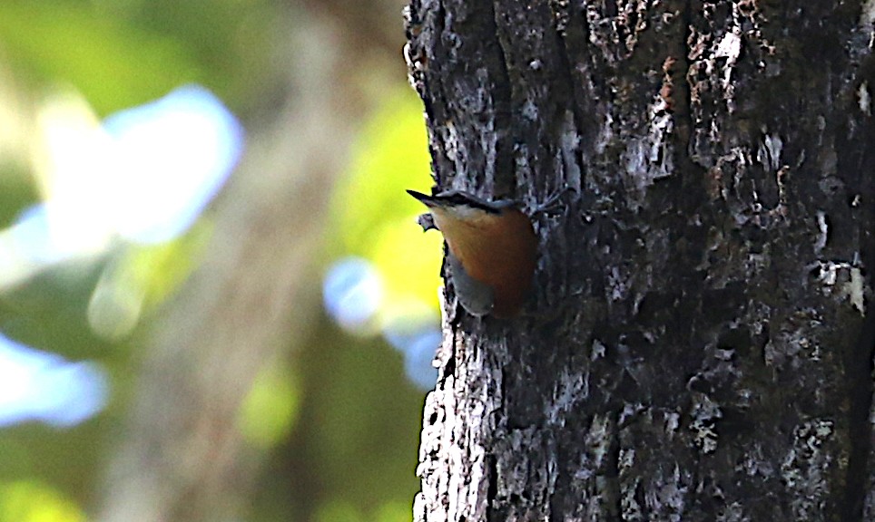 Burmese Nuthatch - ML642138396