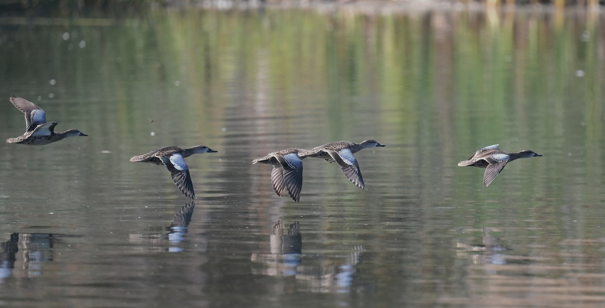 Blauflügelente - ML642138435
