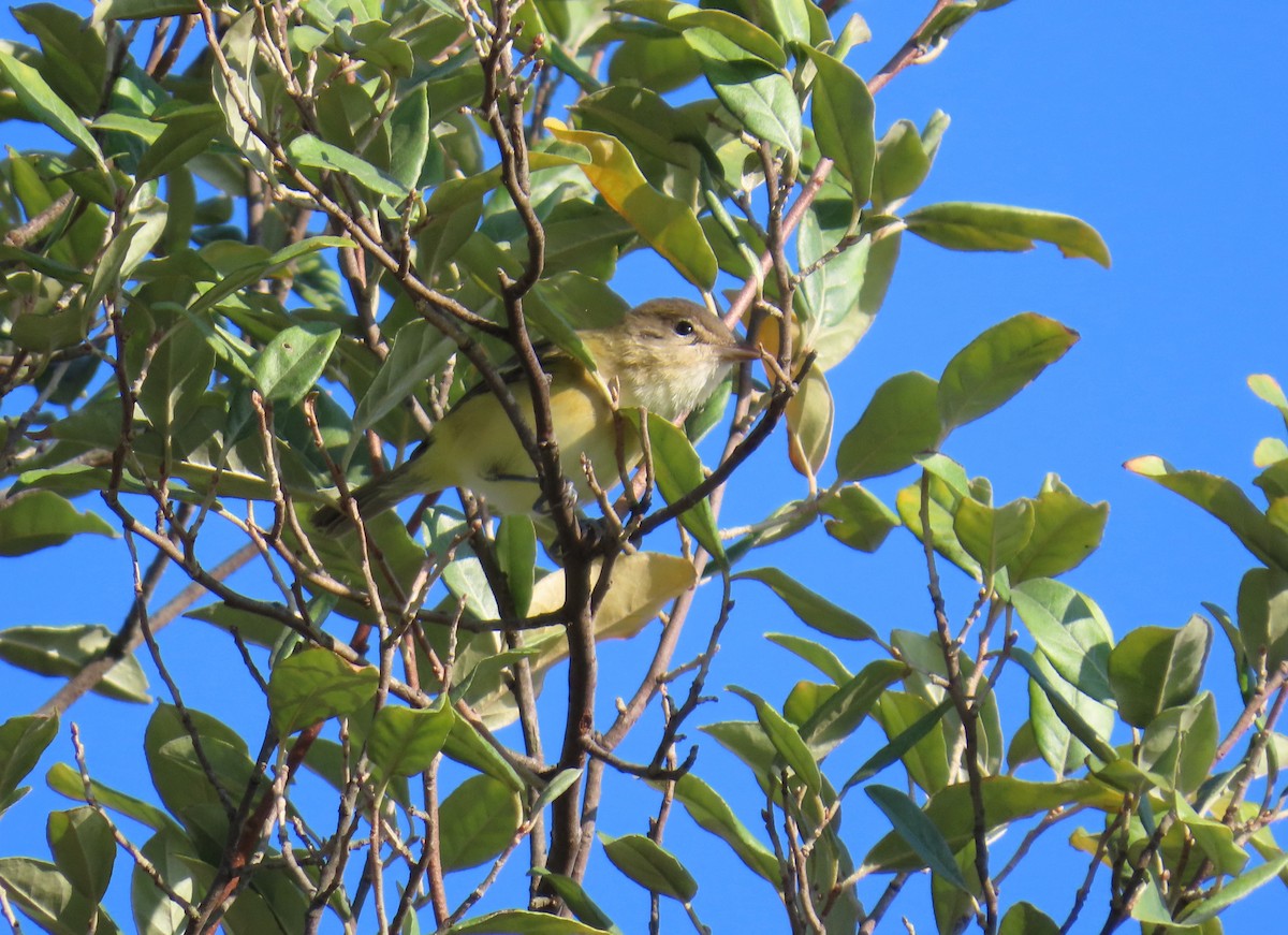 Bell's Vireo - ML642138450