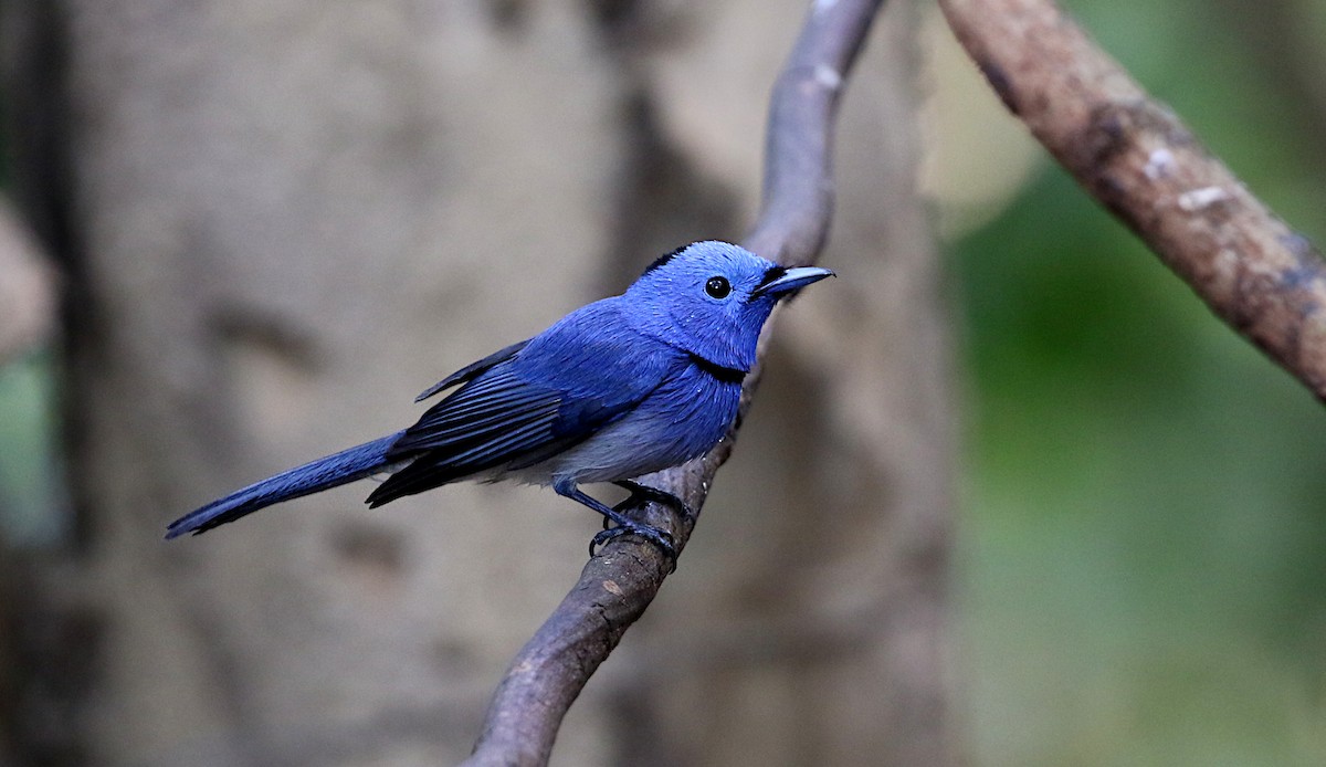 Black-naped Monarch - ML642138456