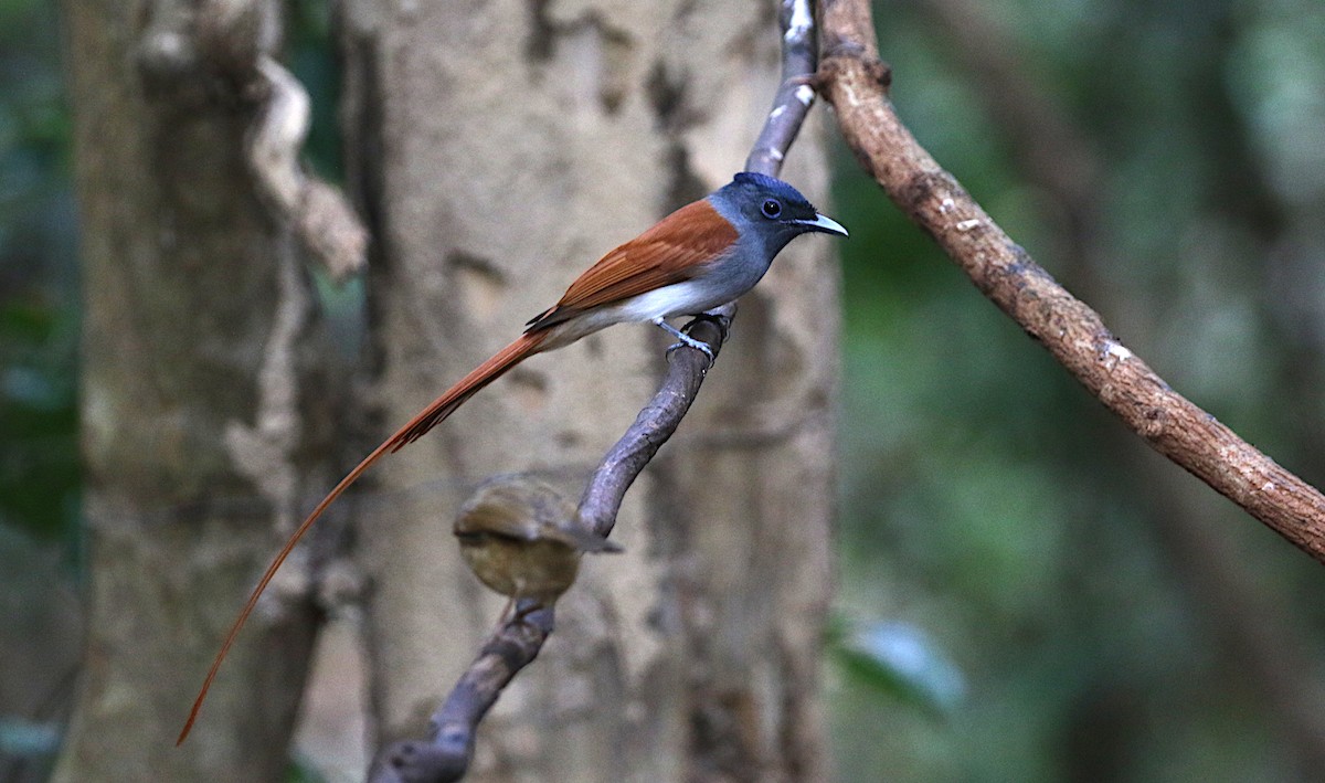 Blyth's Paradise-Flycatcher - ML642138459