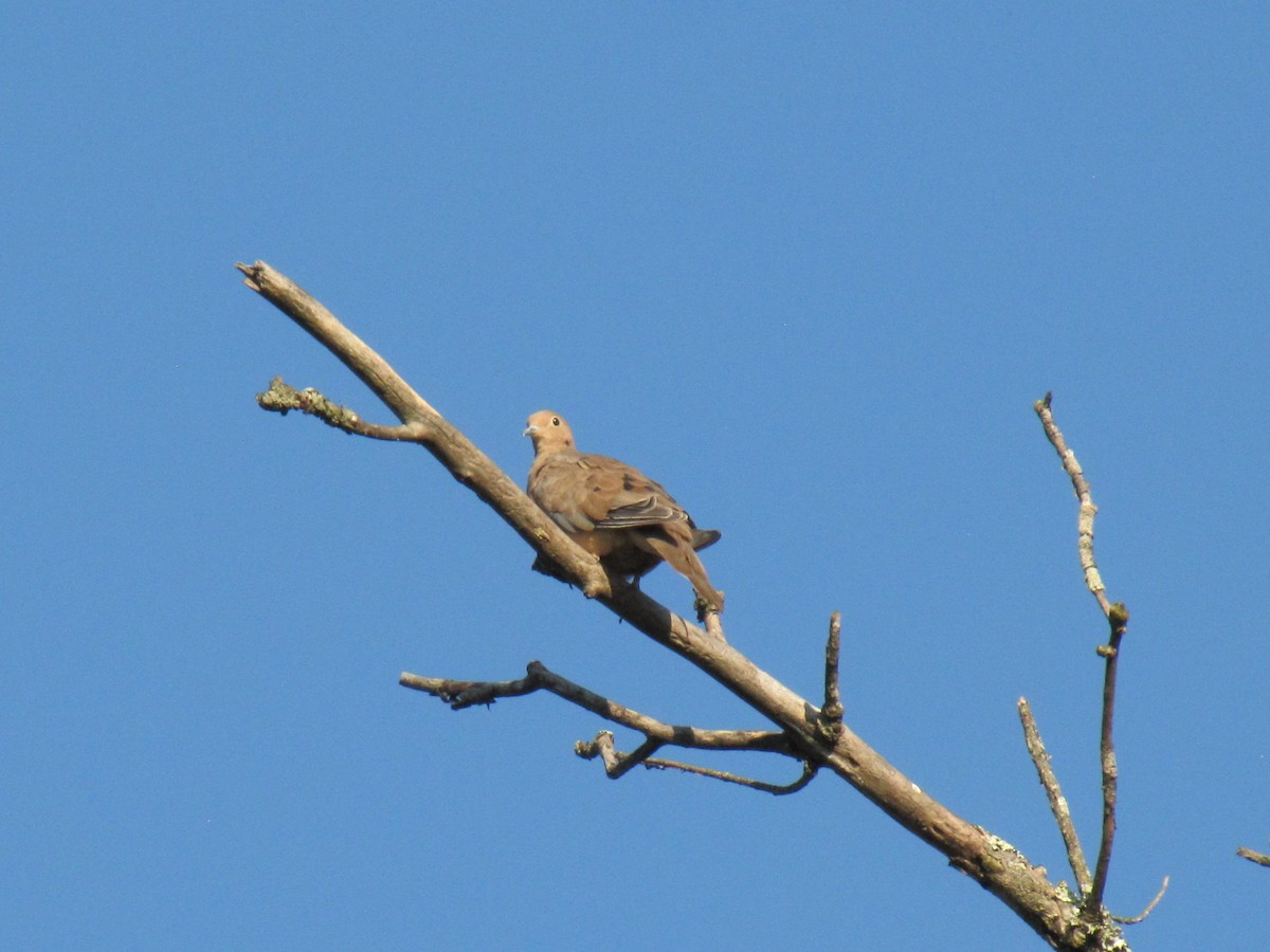 Mourning Dove - ML642138463