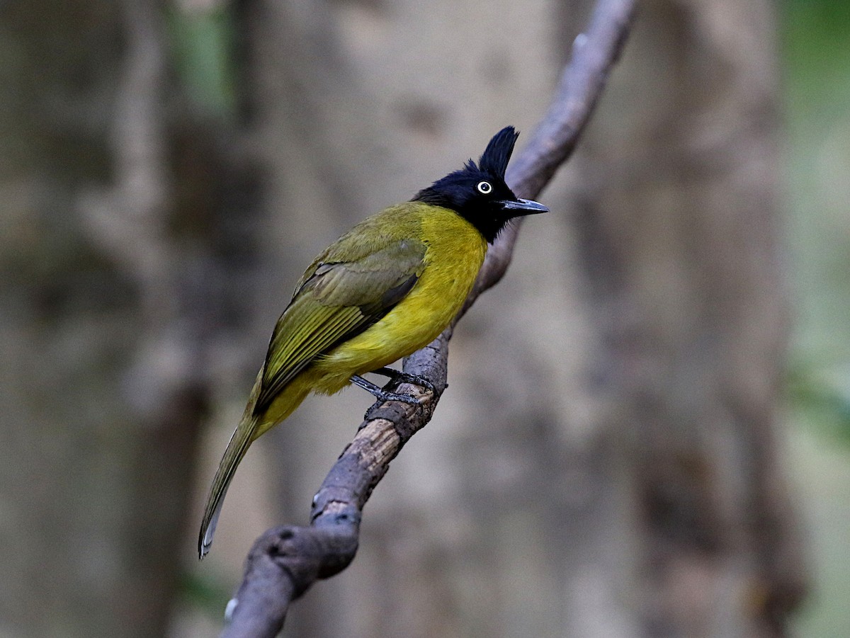 Black-crested Bulbul - ML642138464