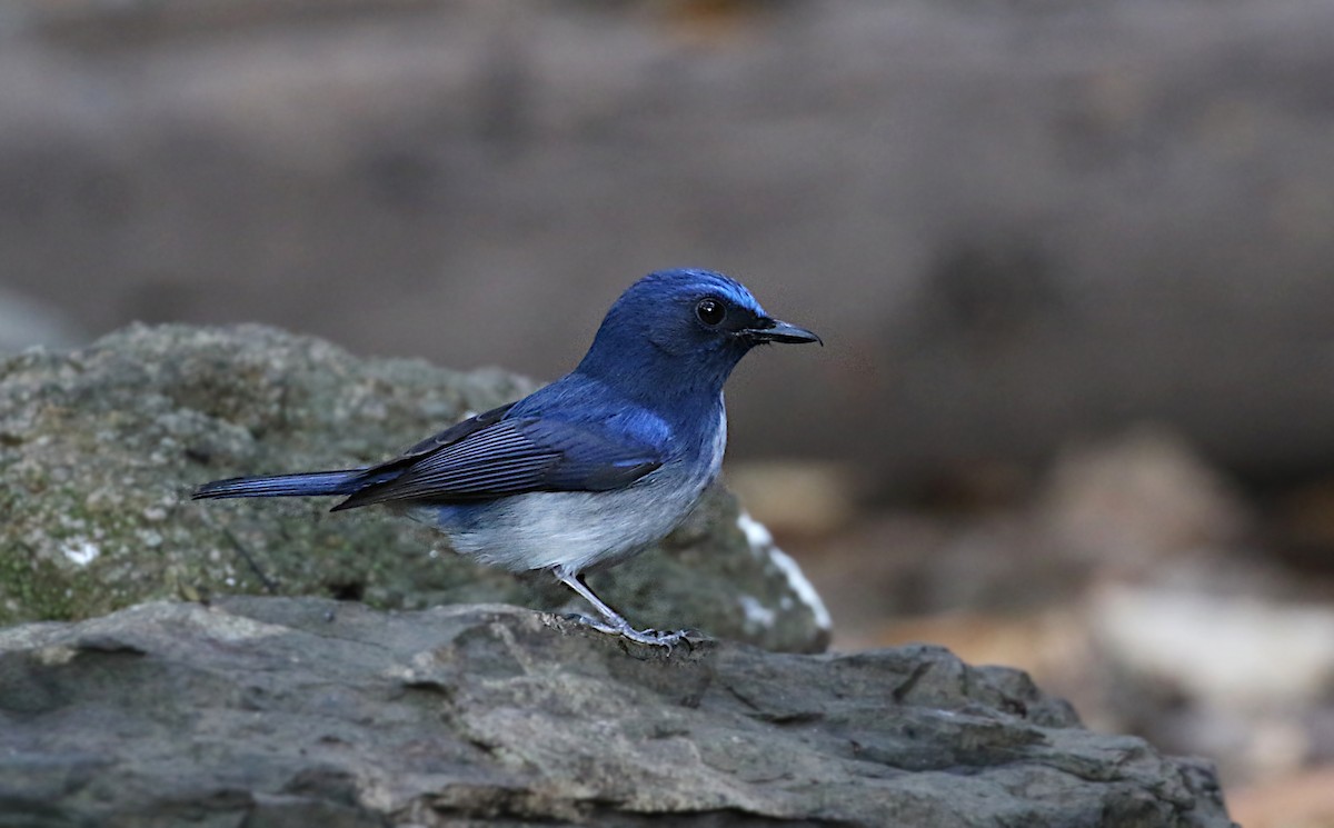 Hainan Blue Flycatcher - ML642138474