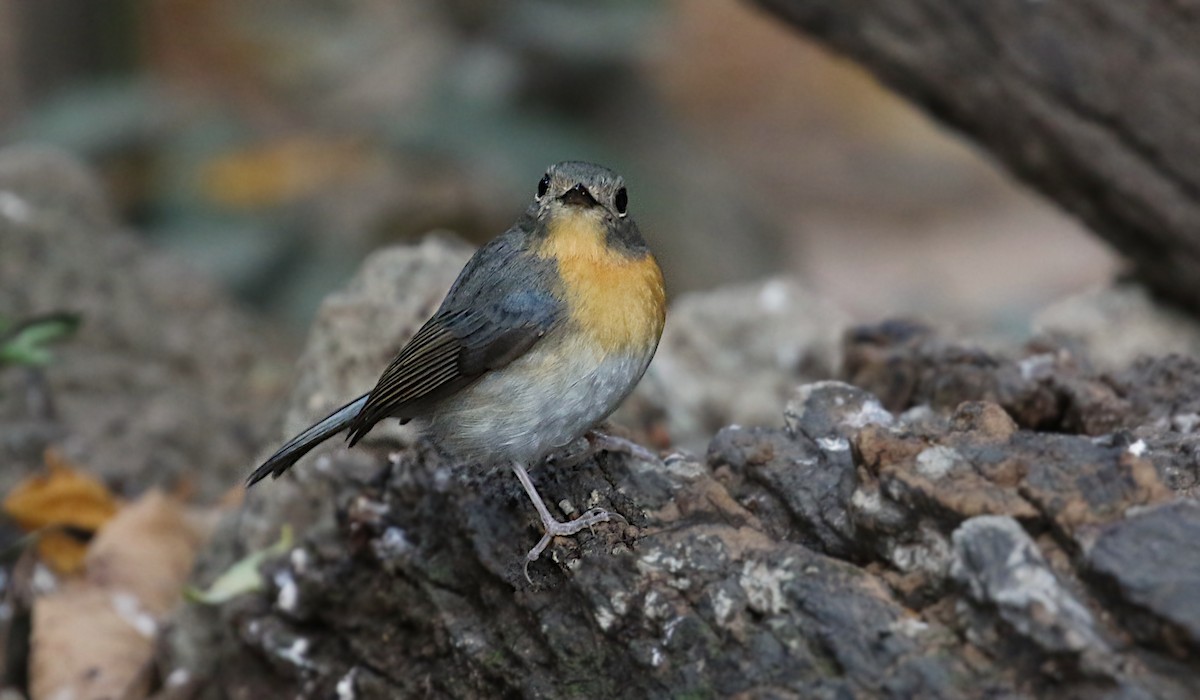 Indochinese Blue Flycatcher - ML642138482