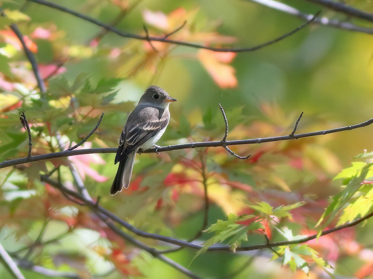 Eastern Wood-Pewee - ML642138494