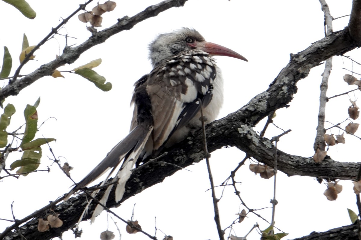 blodnebbtoko - ML642138497